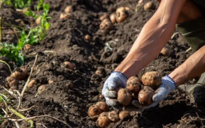 Potato Sustainability Alliance Approves Third-Party Verification To Strengthen Program Credibility