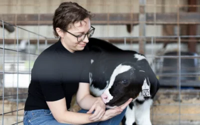 UF/IFAS Scientist Advances Dairy Calf Welfare And Production Through Data And Behavior Research