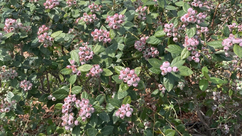 Sharper blueberry bush