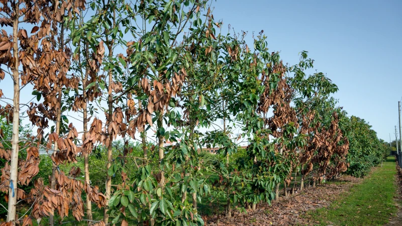 Rows of avocado test plants. 