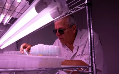 UF/IFAS Scientists Develop Avocados That Thrive In North Florida Winters