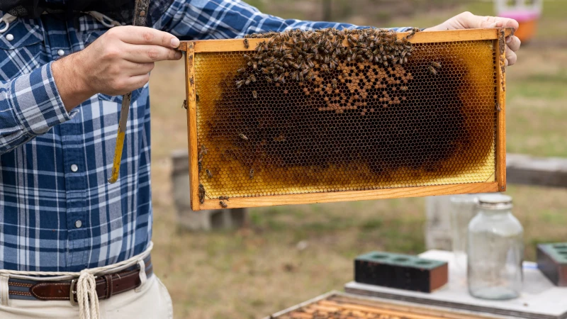 Bee keeper holding honey bee hive frame.