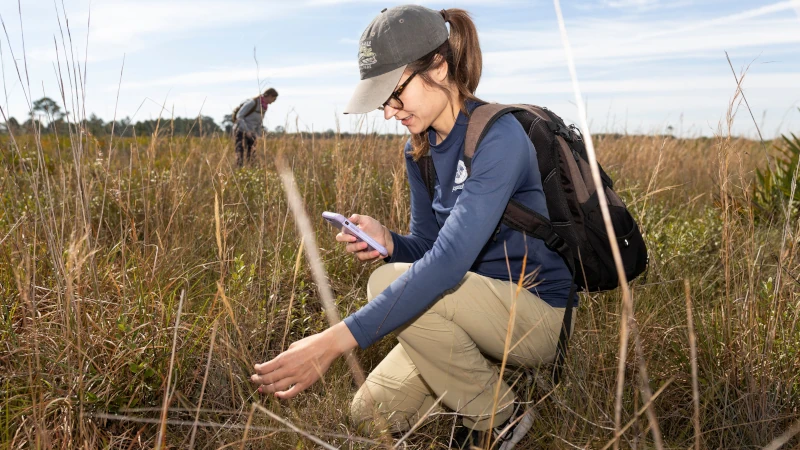 woman inspecting a plant with cell phone camera