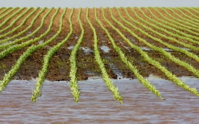 Heavy Rain And Field Flooding Push Illinois Farmers And Researchers To Act