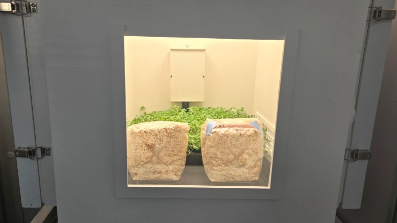 Plants growing in incubator. 