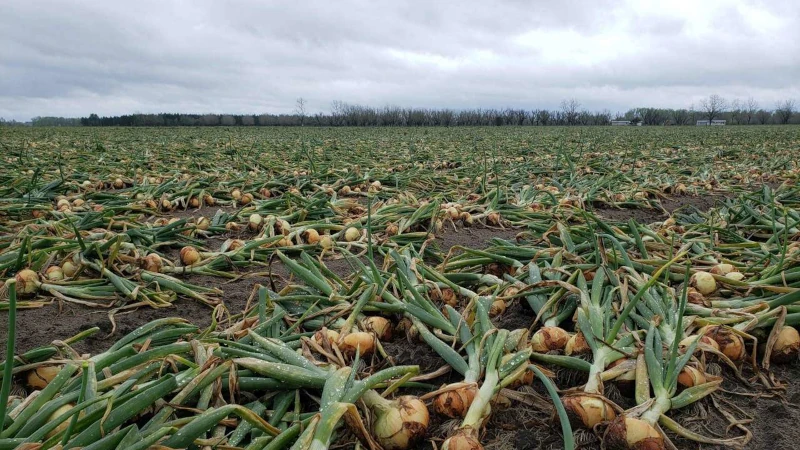 vidalia onions