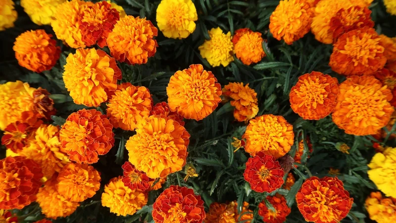 Marigolds