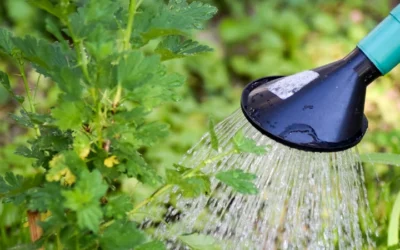 How To Garden During A Drought: Practical Water-Saving Techniques And Plant Care Advice