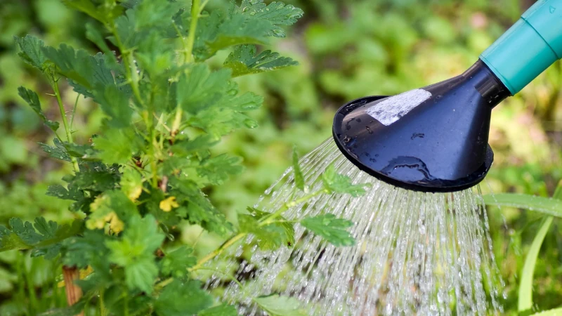 Watering can