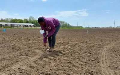 Designer Biochar Pellets Fall Short In Field Tests For Phosphorus Management In Ag Systems