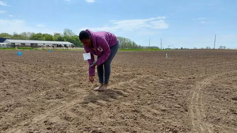 Scientist examining soil.