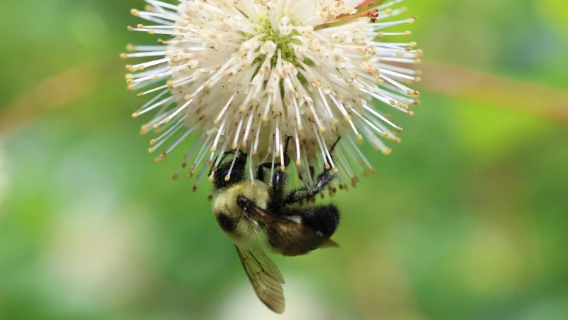 Bumblebee collecting pollen.