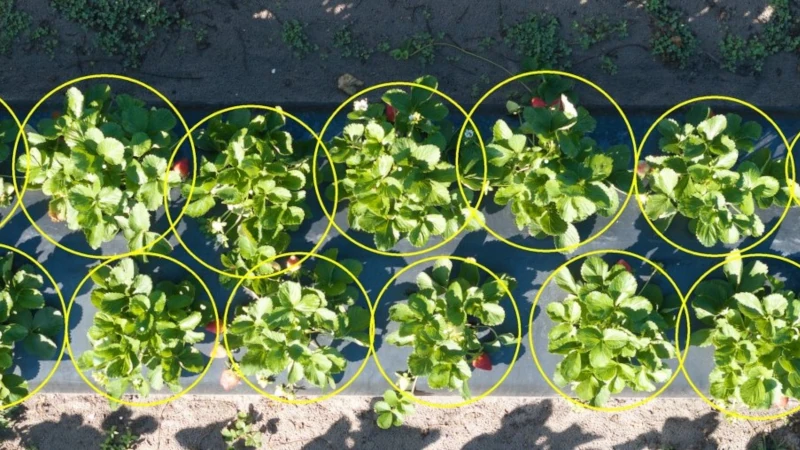 tomato plants from drone pov