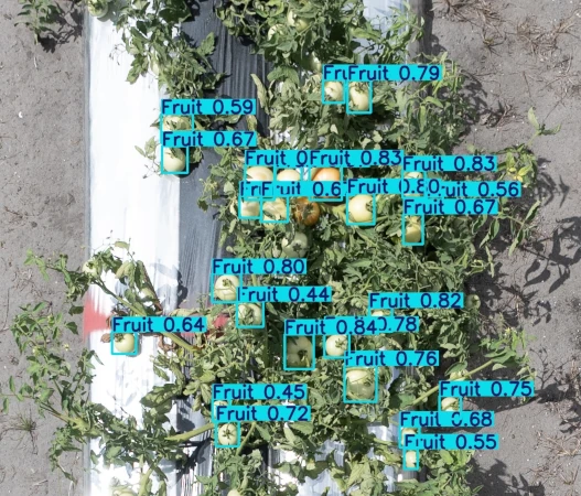 tomatoes highlighted by drone ai image detection.