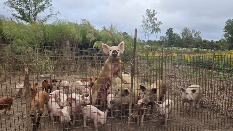 Pigs in a pigpen ready for food.