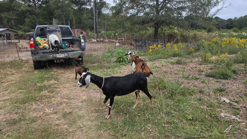 Goats roaming around a pasture.