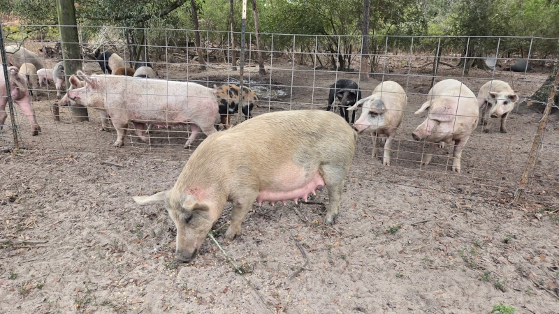 Pigs in a pigpen eating.