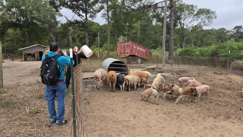 Man throwing feed into a pigpen.