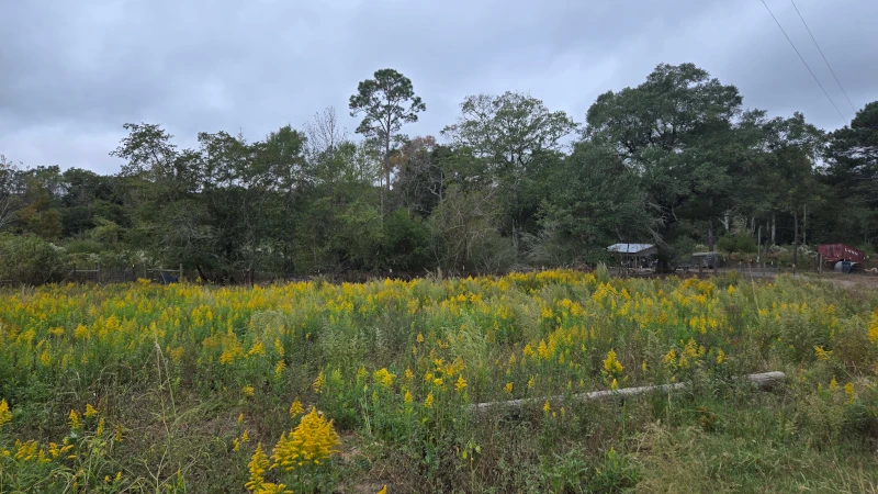 Pasture of yellow wild flowers.