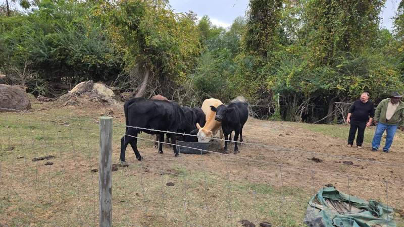 Cows drinking from a trough.