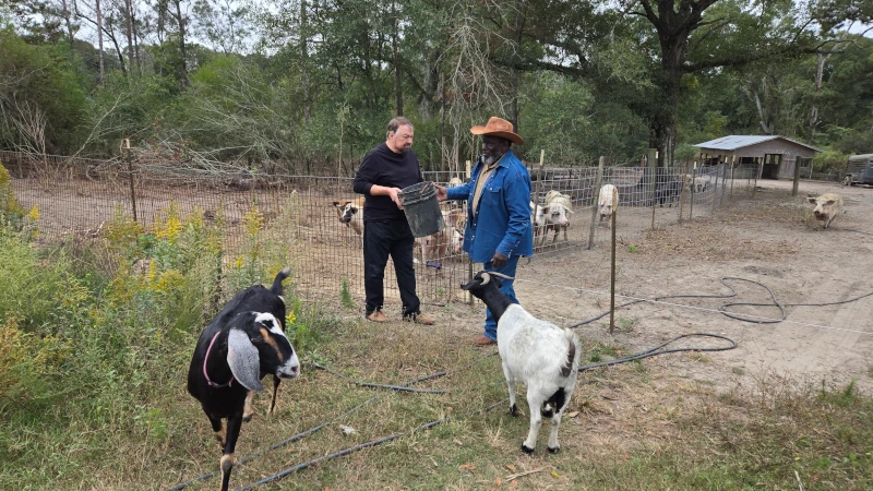 Two men discussing goat feed with goats.