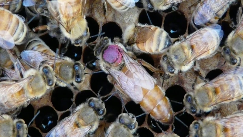 Honeybee queen on comb.