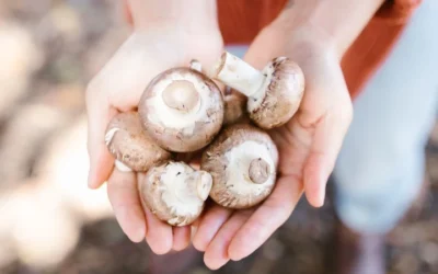 U.S. Mushroom Industry Welcomes Preliminary Trade Ruling On Canadian Imports
