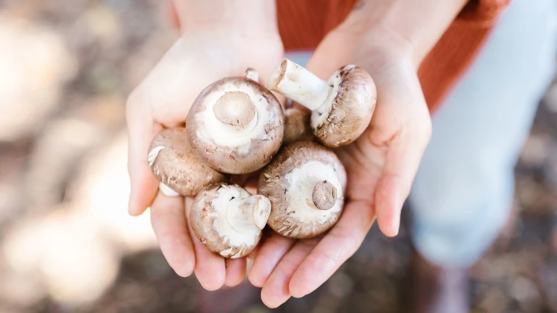 Handful of Mushrooms