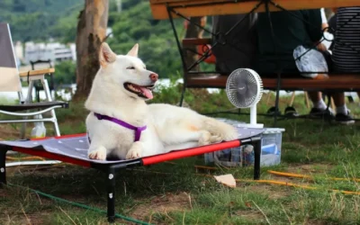 Not Food News, But Every Pet Owner Should Read This Summer Safety Advice
