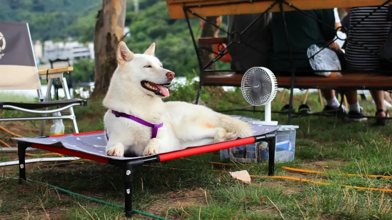 Dog on a bed next to a fan to keep cool.