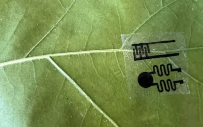New Plant Sensors Could Help Farmers Detect Crop Stress Earlier