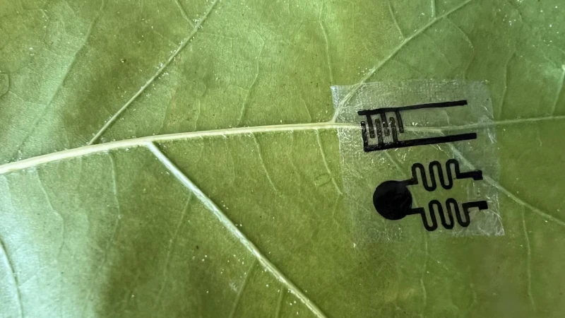 Leaf sensor of leaf.