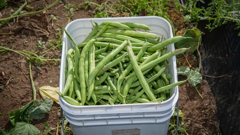 Bucket of fresh picked green beans.