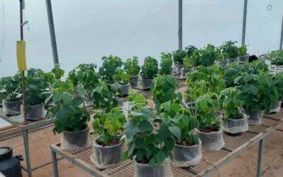 Could Local Rocks Become A Key To Feeding Africa’s Hungry?