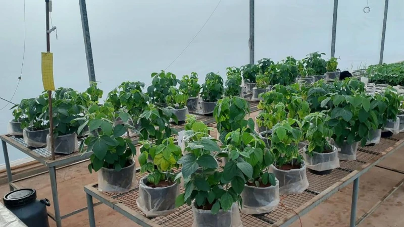 Potted crops