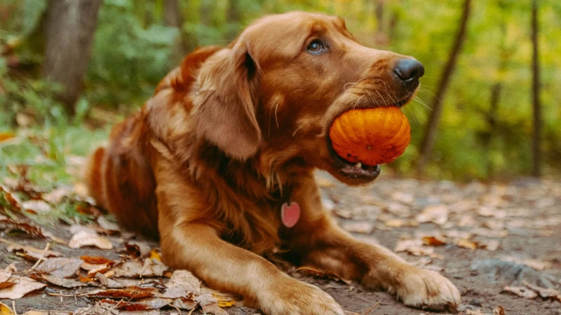 Golden Retriever with a small pumpkin in his mouth