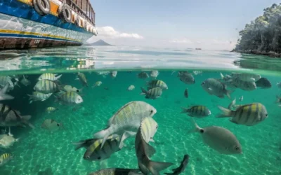 Building More Sustainable Food Systems Through Seafood