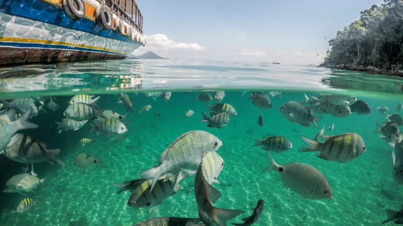 Fish swimming in the water.