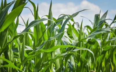 Leaf Wax Offers Clues To Preventing Fungal Crop Disease