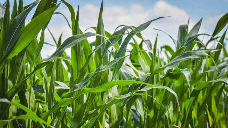 Close-up of lush green cornfield with blue sky backdrop