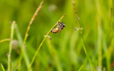 How Centipedegrass Can Help Feed Bees Into Fall