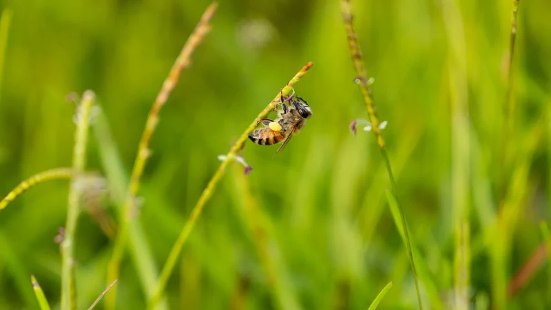 A honeybee collects pollen from the bloom of centipedegrass,