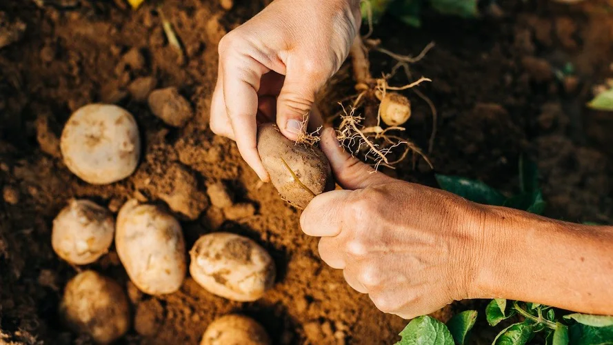 Hands pulling a potato from the soil during harvest.